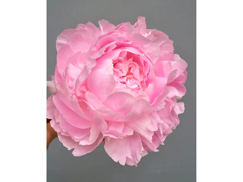 枕邊語(yǔ) 晚期 花期極大 重瓣型